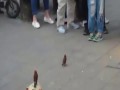 Ptaki zarabiają kasę