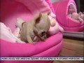 Poznajcie Toudiego – najmniejszego psa w Polsce!