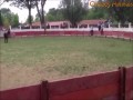 Byk vs idiota