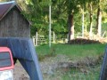 Baran przewodnik zawrócił barany na właściwą drogę