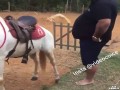 Grubas dosiada konia