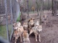 Wataha atakuje najsłabsze ogniwo w hierarchii - wilka Omega