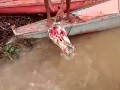 Obiadek piranii