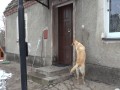 Pies, który sam dzwoni dzwonkiem