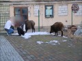 Selfie z dzikiem- Taka moda w Świnoujściu
