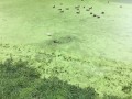 Jak natura oszukała psa