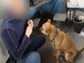 Pies który nie zje za Kaczyńskiego