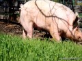 Zwierzęta po raz pierwszy na wolności
