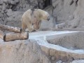 Arturo - najsmutniejszy niedźwiedź polarny