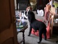 Beagle widzi właściciela po 3 miesiącach rozłąki
