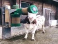 Przyrząd do czochrania krowy