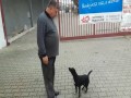 Pies, który potrafi liczyć