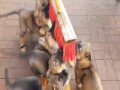 Czerwona miotła - psi odpowiednik czerwonego laserka