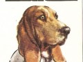 Pieski Małe i Duże Basset hound (1)