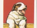 Pieski Małe i Duże Basset hound Bernard (4)