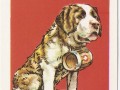 Pieski Małe i Duże Basset hound Bernard (5)