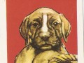 Pieski Małe i Duże Basset hound Bokser (7)