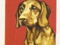 Pieski Małe i Duże Basset hound Jamnik krótkowłosy (10)