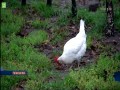 2019-11-23 Kura do adopcji