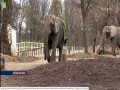 2019-11-23 Slonica w warszawskim zoo