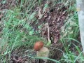 2020-06-28 Grzyby juz w lato