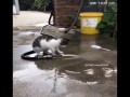 BEST CATS EVER