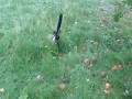 Sroka zjadła sfermentowane jabłka