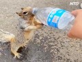 Spragniona wiewiórka prosi człowieka o wodę