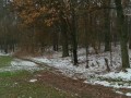 las w gałczewie w gałczewku